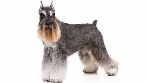 Ушите на миниатюрния шнауцер - след стандарта или почит на многогодишната традиция?